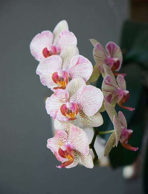 Orquídeas regalo para amantes de las plantas