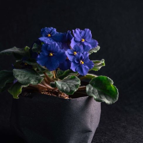 Violeta africana regalo para amantes de las plantas