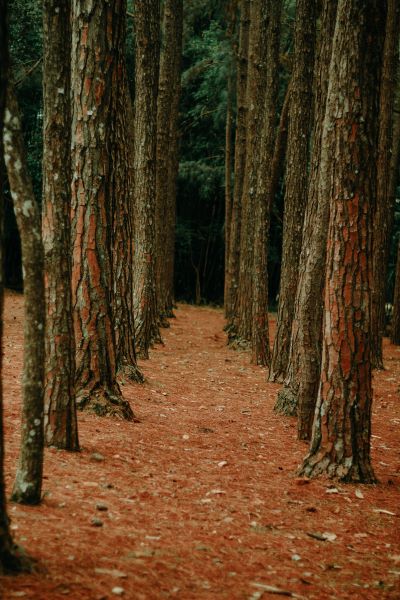 Tipos de sustrato corteza de pino