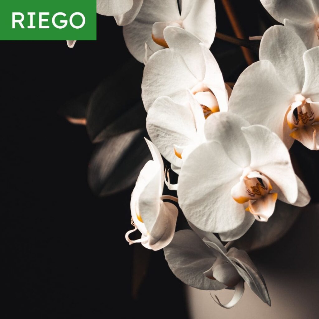 orquidea blanca riego