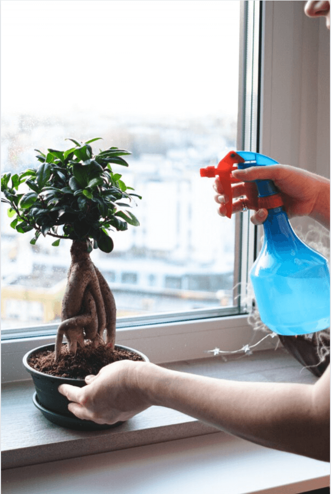 Abono líquido para bonsáis