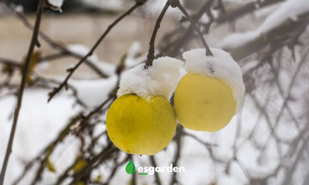 Cuidado de los árboles frutales en invierno