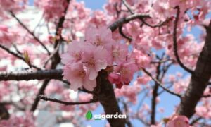 Hanami: El festival de las flores