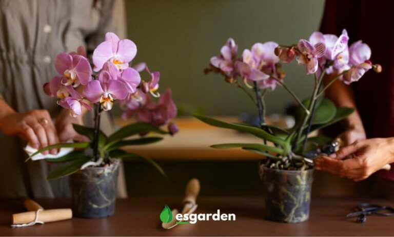 La maceta adecuada para tu orquídea