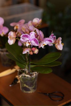 Tamaño de la maceta para orquídeas