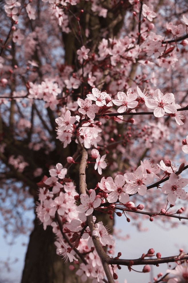 Hanami, el festival de las flores de cerezo