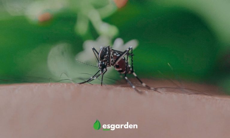 ¡Di adiós a los mosquitos! Estas son las mejores plantas de interior Antimosquitos