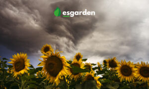 Girasoles bajo nubes oscuras en campo al atardecer.