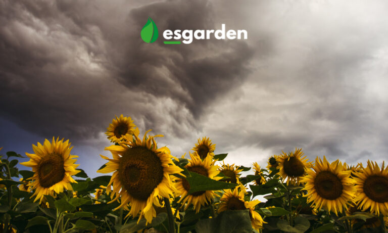 Girasoles bajo nubes oscuras en campo al atardecer.