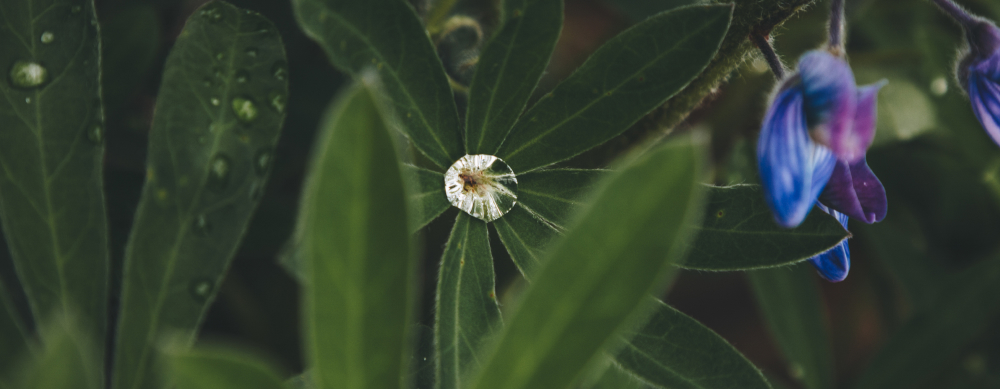 Gotas de agua sobre hojas verdes y flor morada.