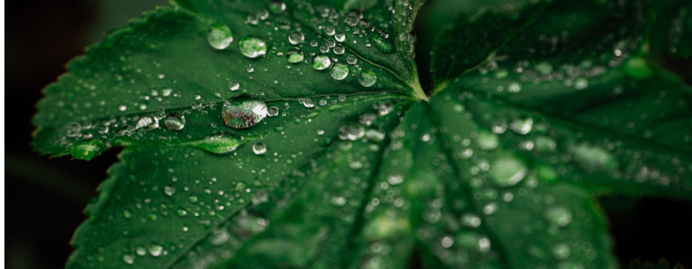 Gotas de agua en hoja verde grande