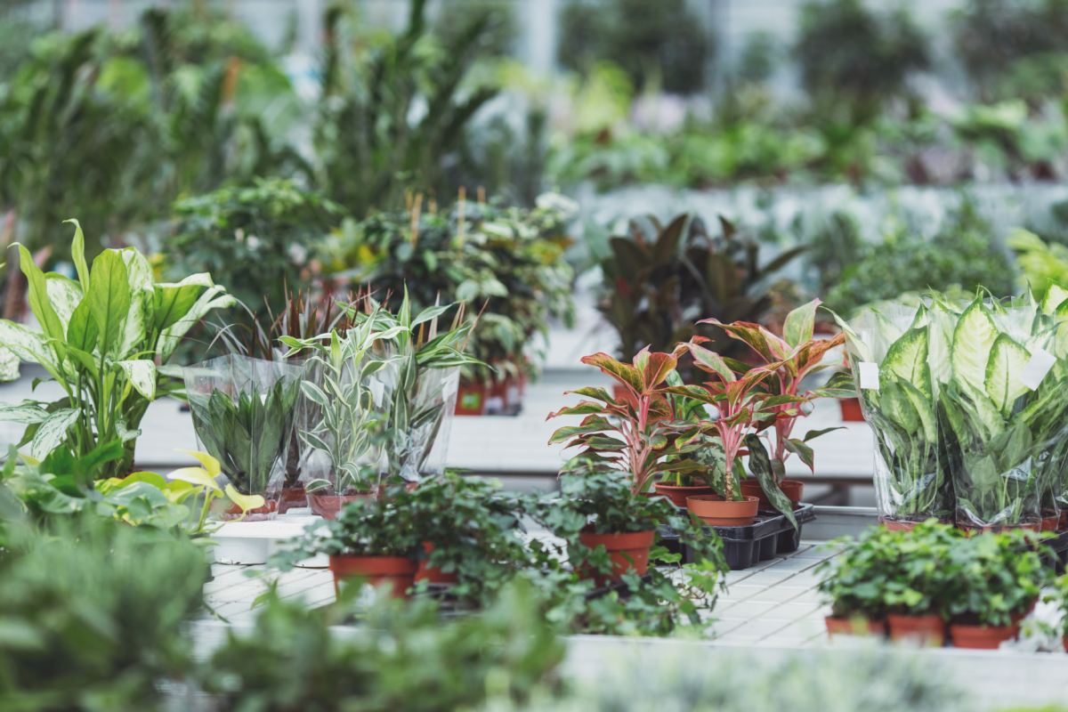 Variedad de plantas en macetas en vivero