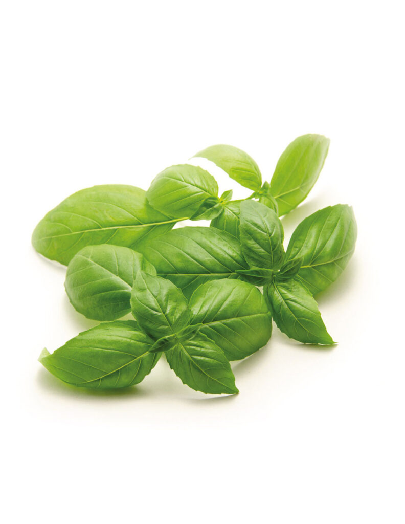 Hojas frescas de albahaca sobre fondo blanco