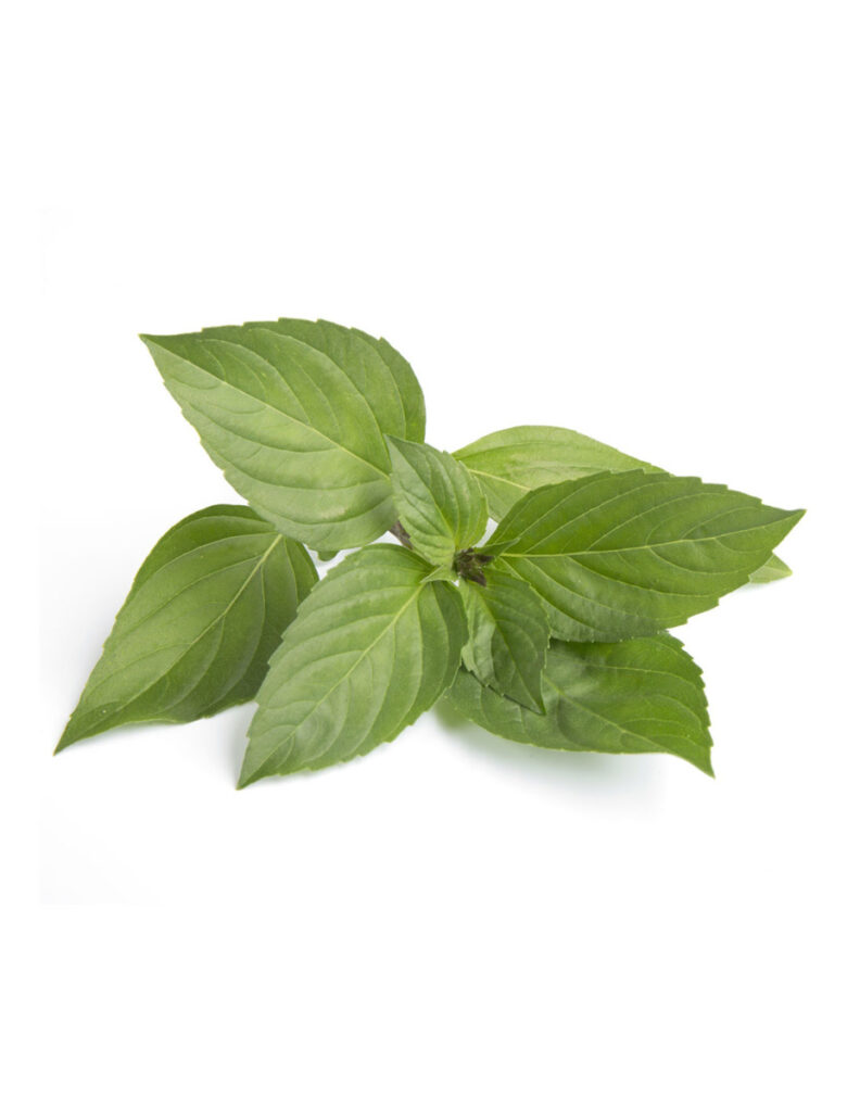 Hojas frescas de albahaca sobre fondo blanco