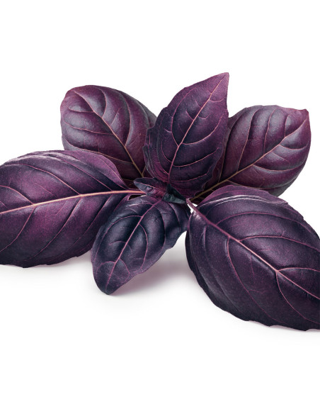 Hojas de albahaca morada sobre fondo blanco