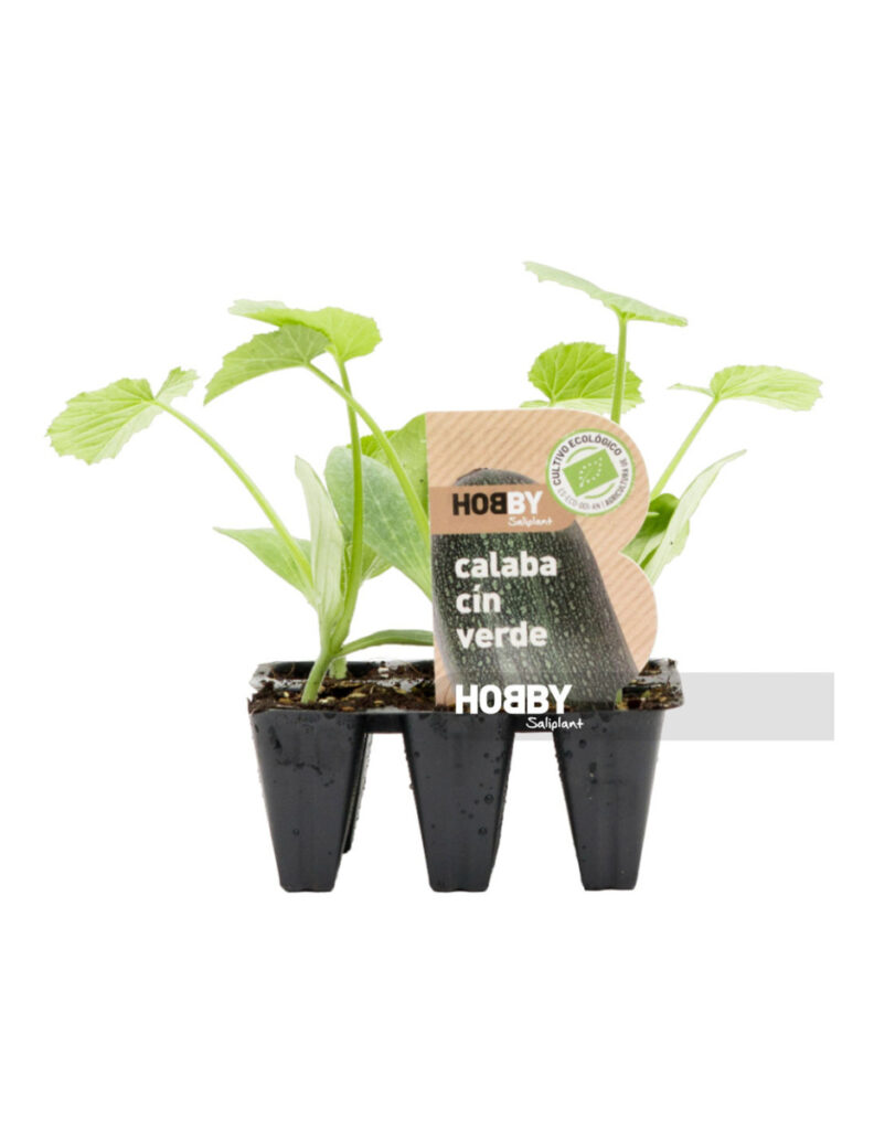 Plántulas de calabacín verde en macetas pequeñas