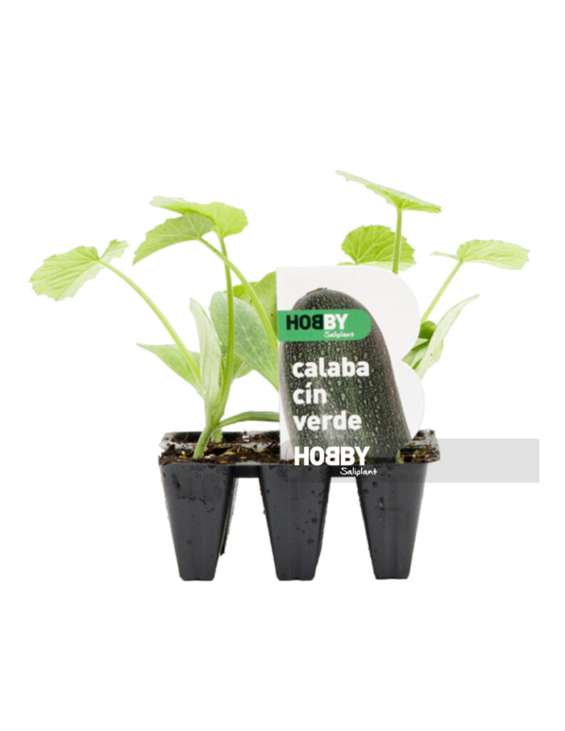 Plantones de calabacín verde en macetas negras