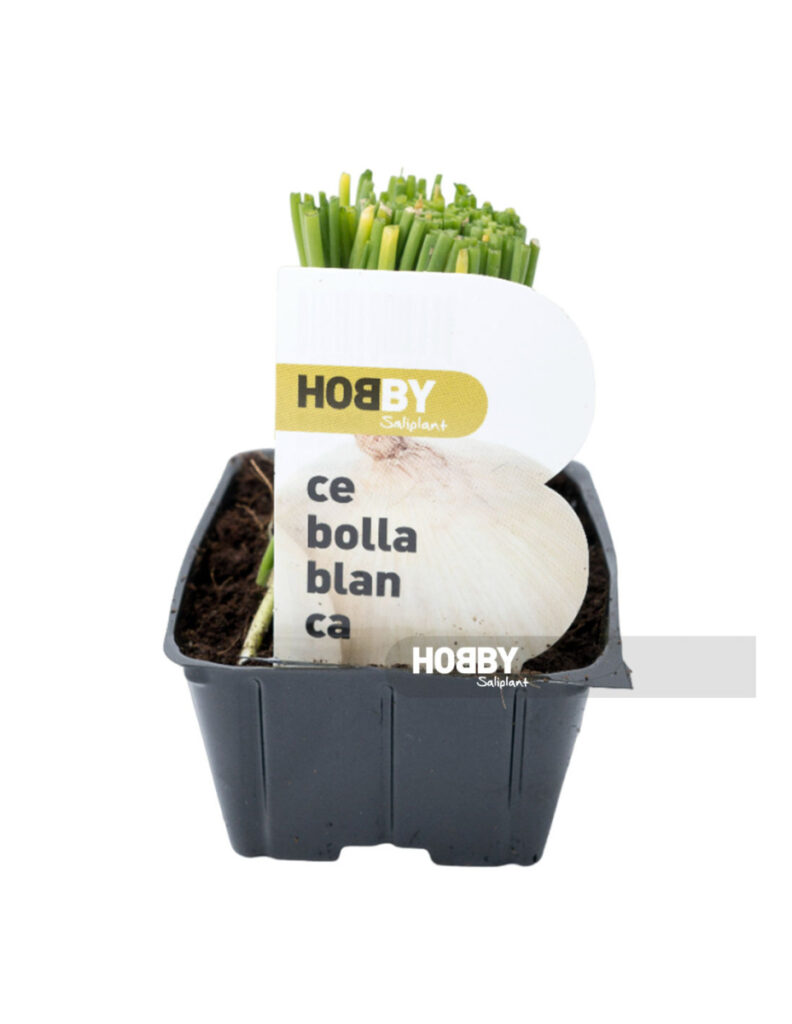 Maceta con plantón de cebolla blanca