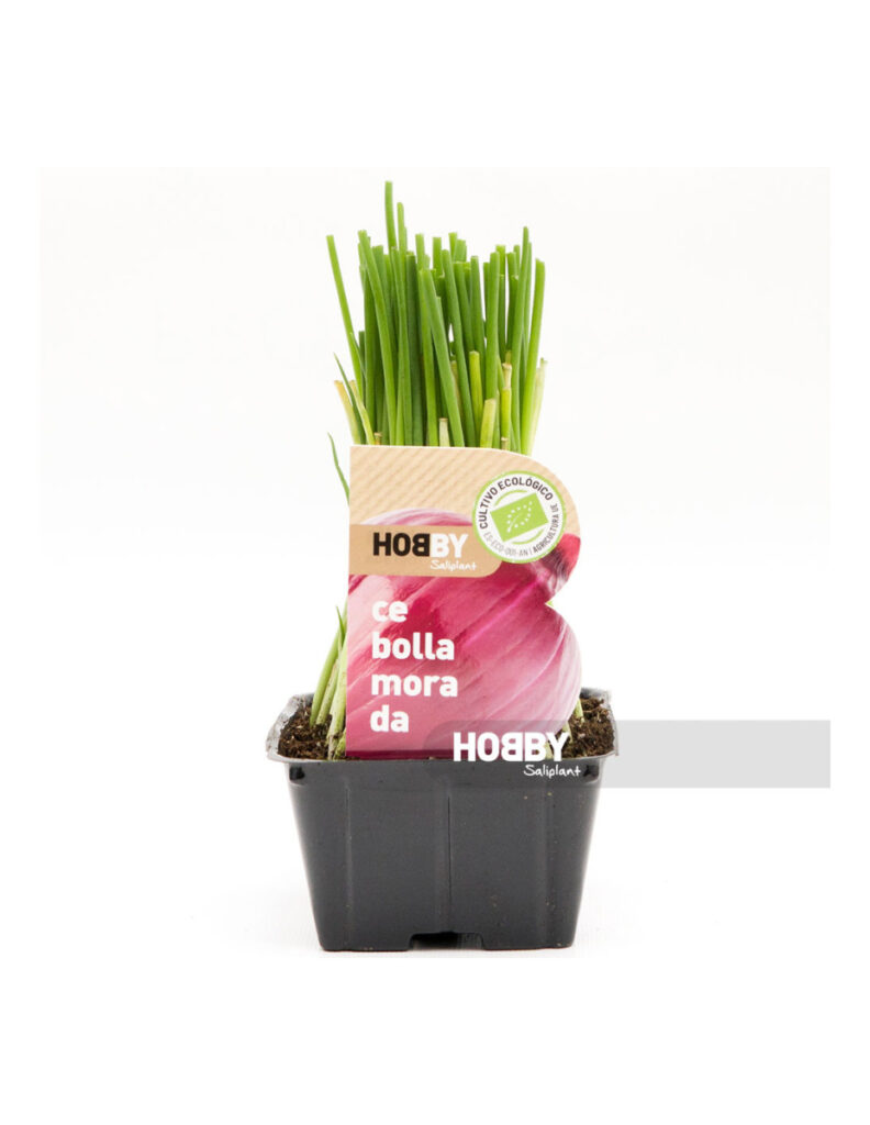 Maceta de cebolla morada con brotes verdes