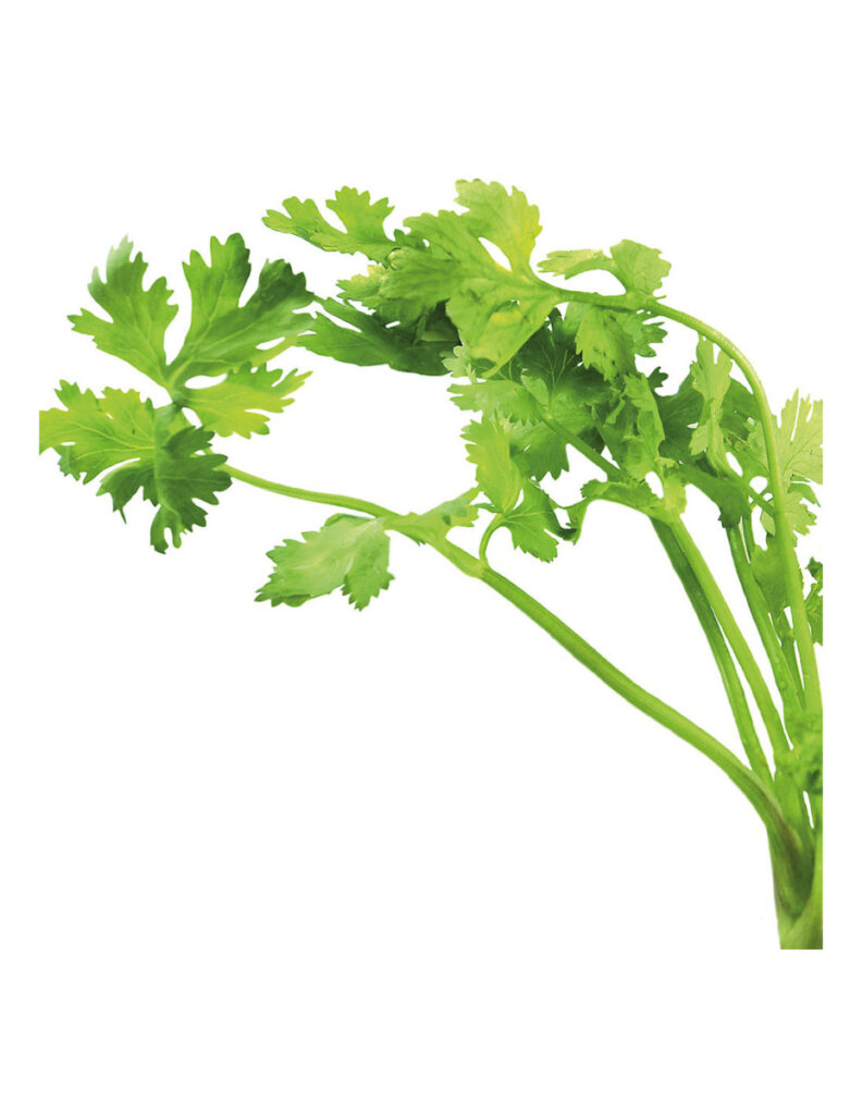 Rama de cilantro fresco sobre fondo blanco