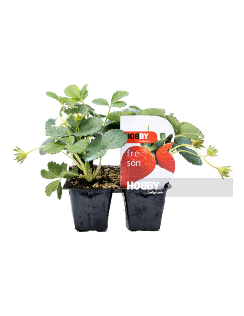 Plantas de fresa en macetas pequeñas negras