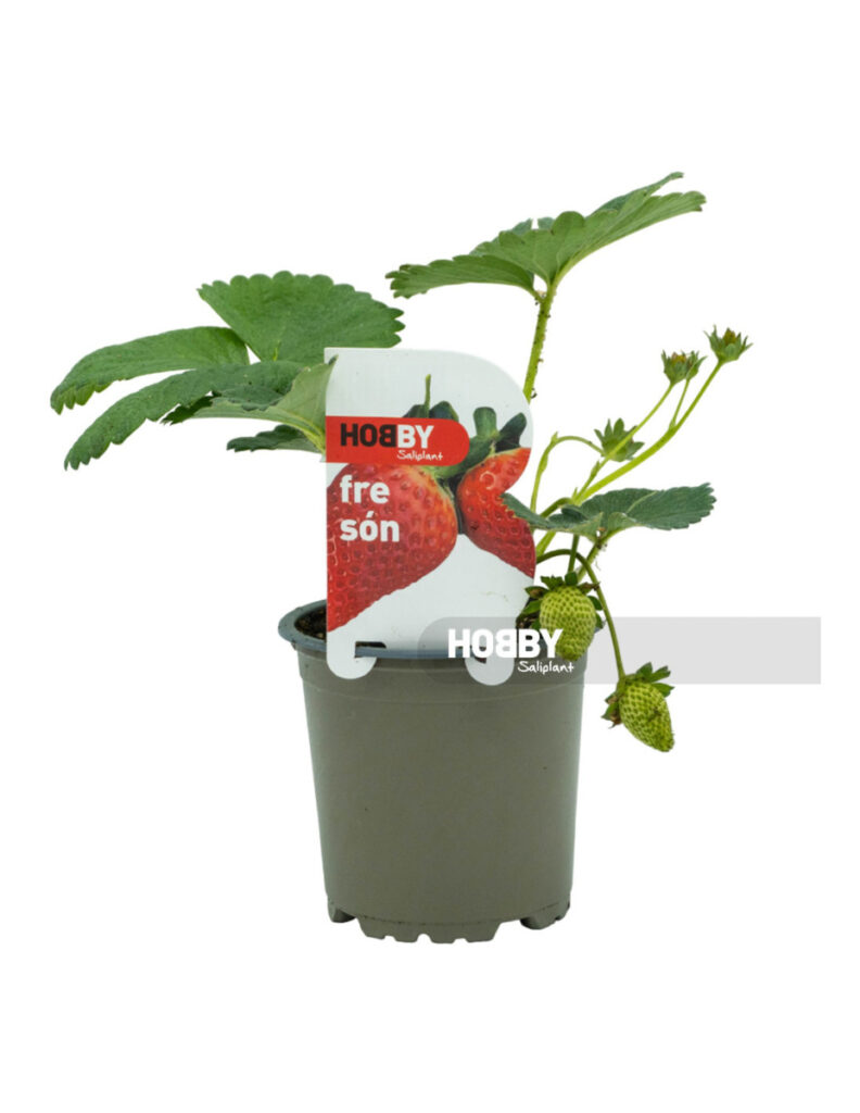 Planta de fresón en maceta pequeña