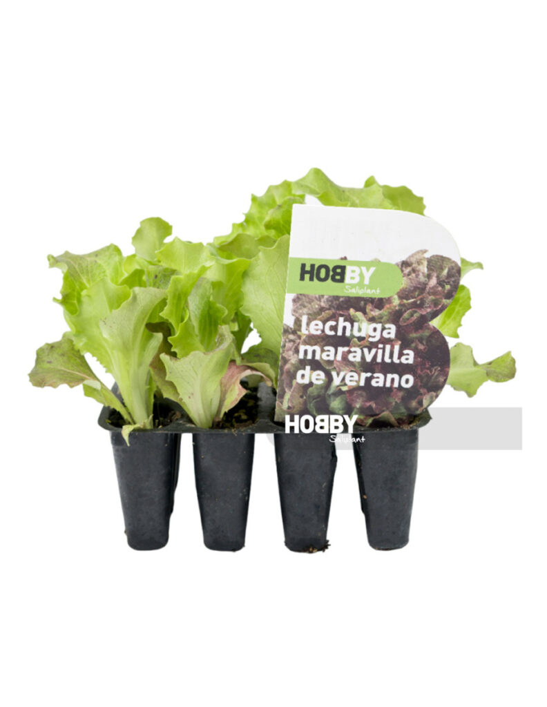 Plántulas de lechuga maravilla de verano en macetas