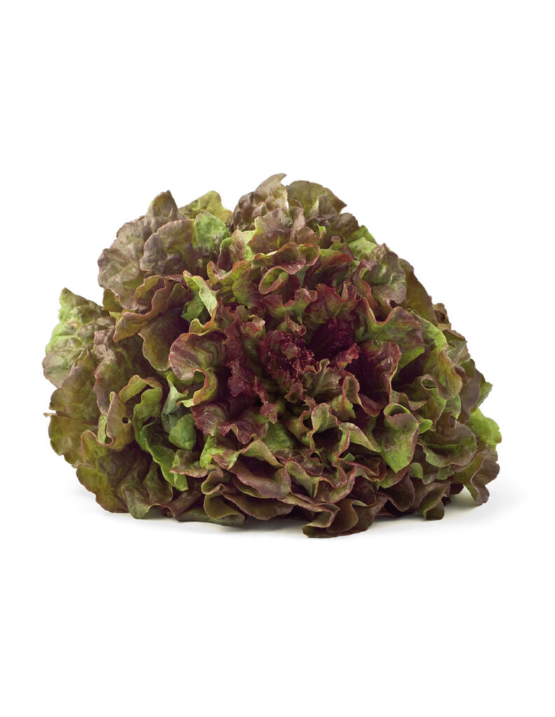 Lechuga hoja de roble roja fresca