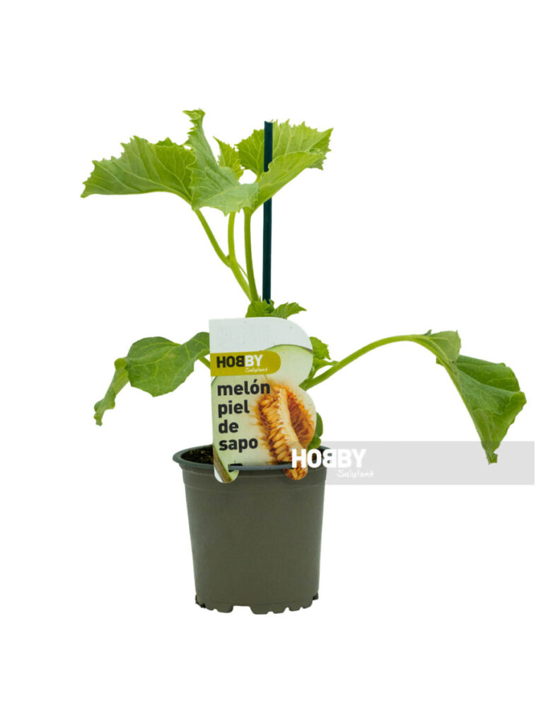 Planta joven de melón piel de sapo en maceta