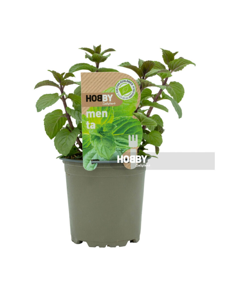 Planta de menta ecológica en maceta