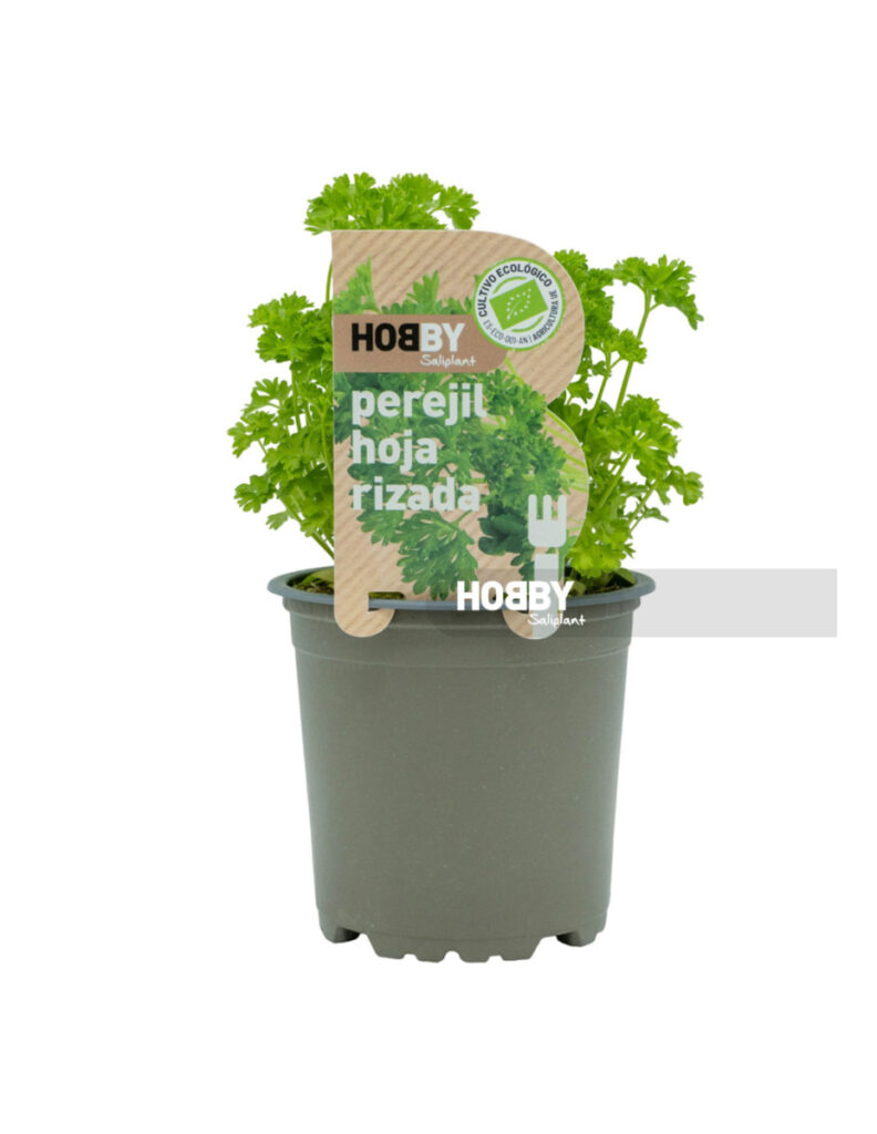 Maceta de perejil de hoja rizada ecológico