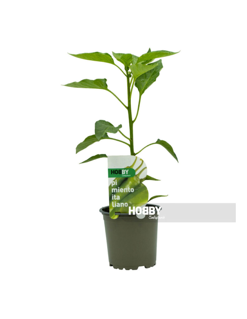 Planta de pimiento italiano en maceta