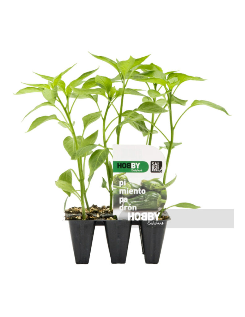 Plantas jóvenes de pimiento de Padrón en macetas