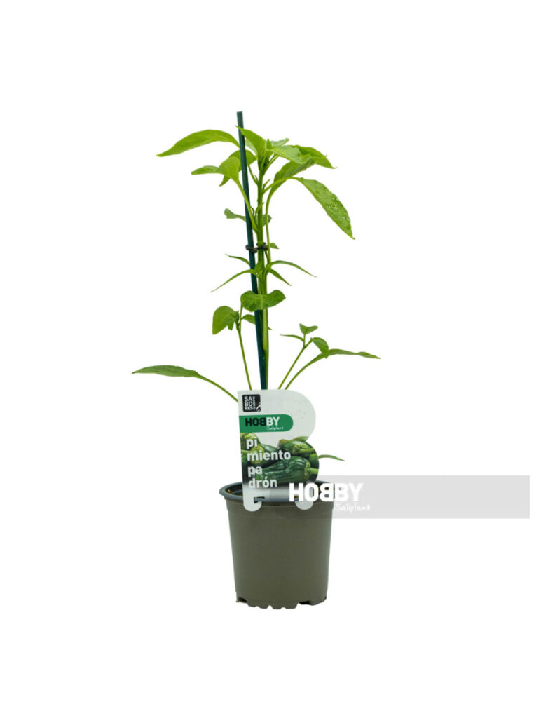 Planta de pimiento de Padrón en maceta