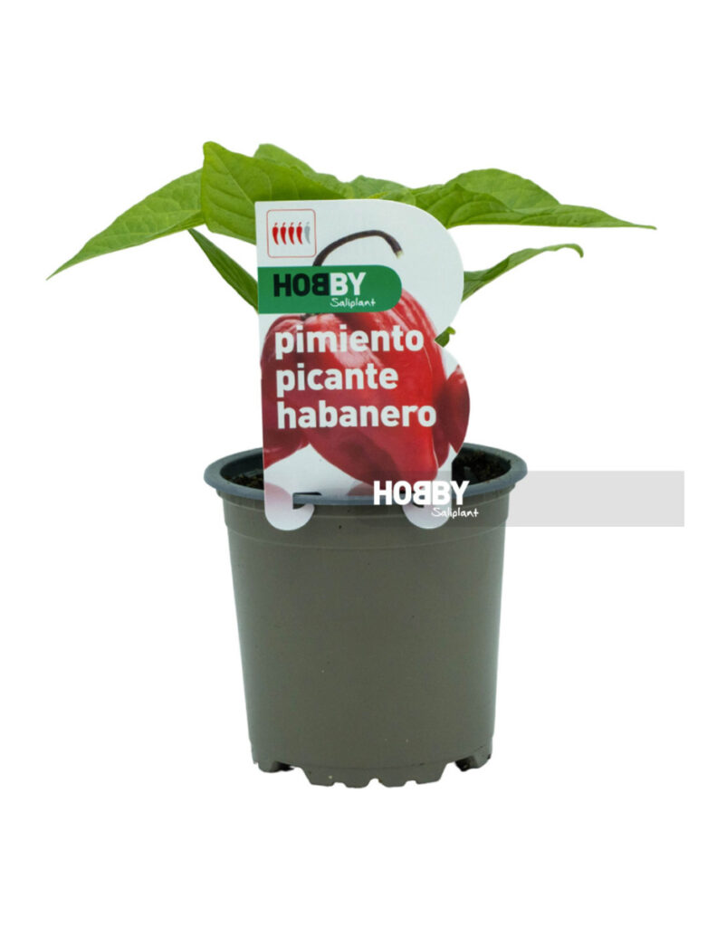 Planta de pimiento picante habanero en maceta