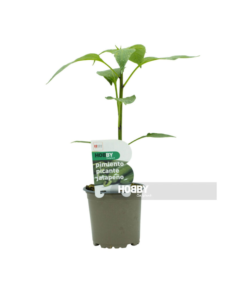 Planta de pimiento jalapeño en maceta