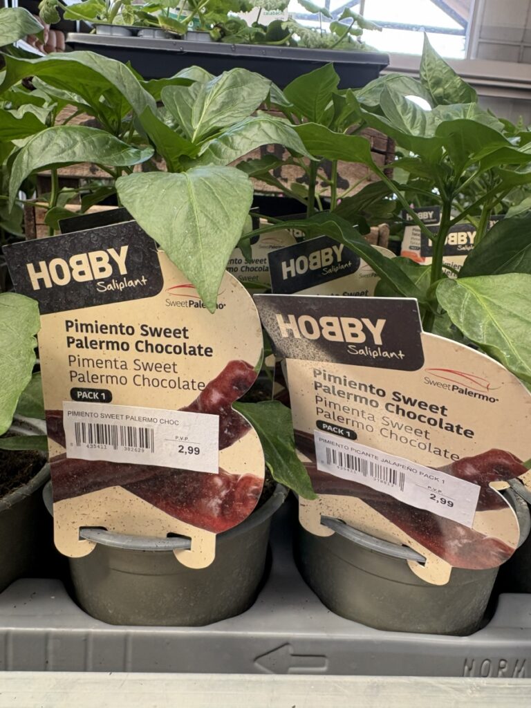 Plantas de pimiento Sweet Palermo Chocolate en macetas