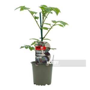 Planta de tomate cherry azul en maceta