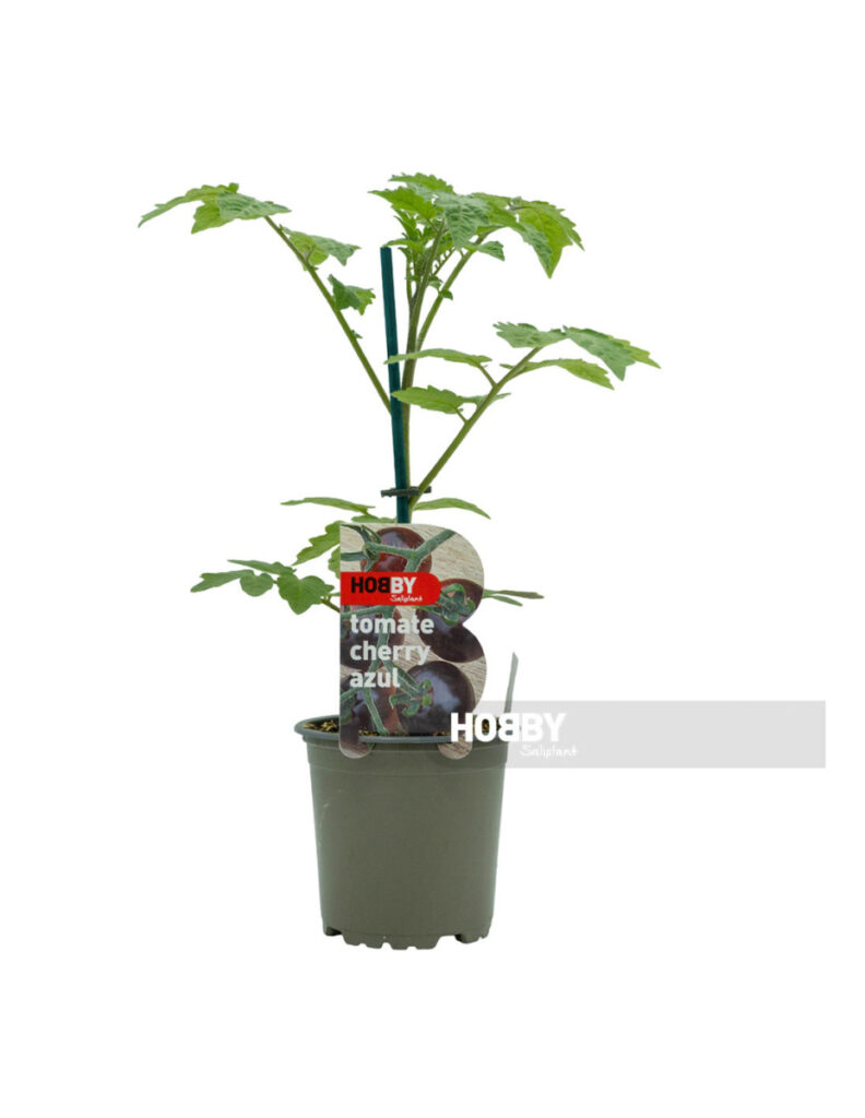 Planta de tomate cherry azul en maceta