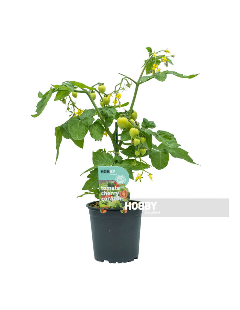 Planta de tomate cherry corazón en maceta