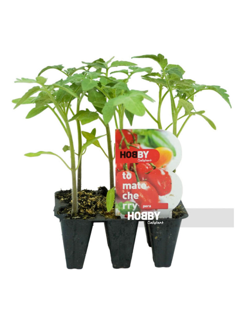 Plántulas de tomate cherry en macetas pequeñas