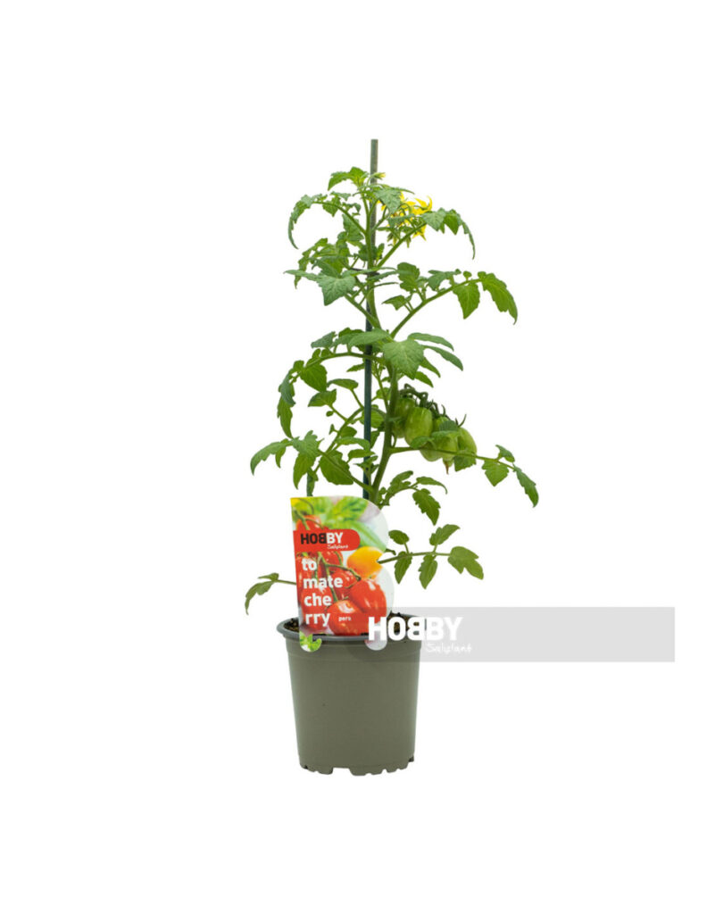 Planta de tomate cherry en maceta