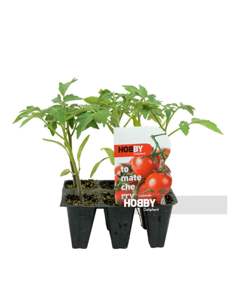 Plántulas de tomate cherry en macetas pequeñas