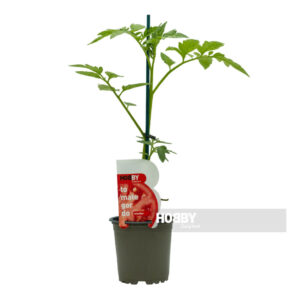 Planta joven de tomate en maceta con tutor