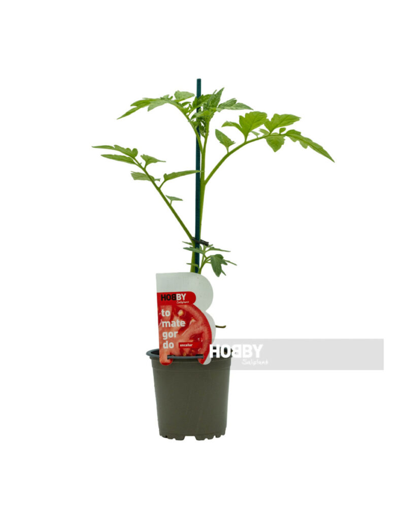 Planta joven de tomate en maceta con tutor