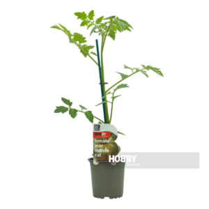 Planta de tomate marmande raf en maceta