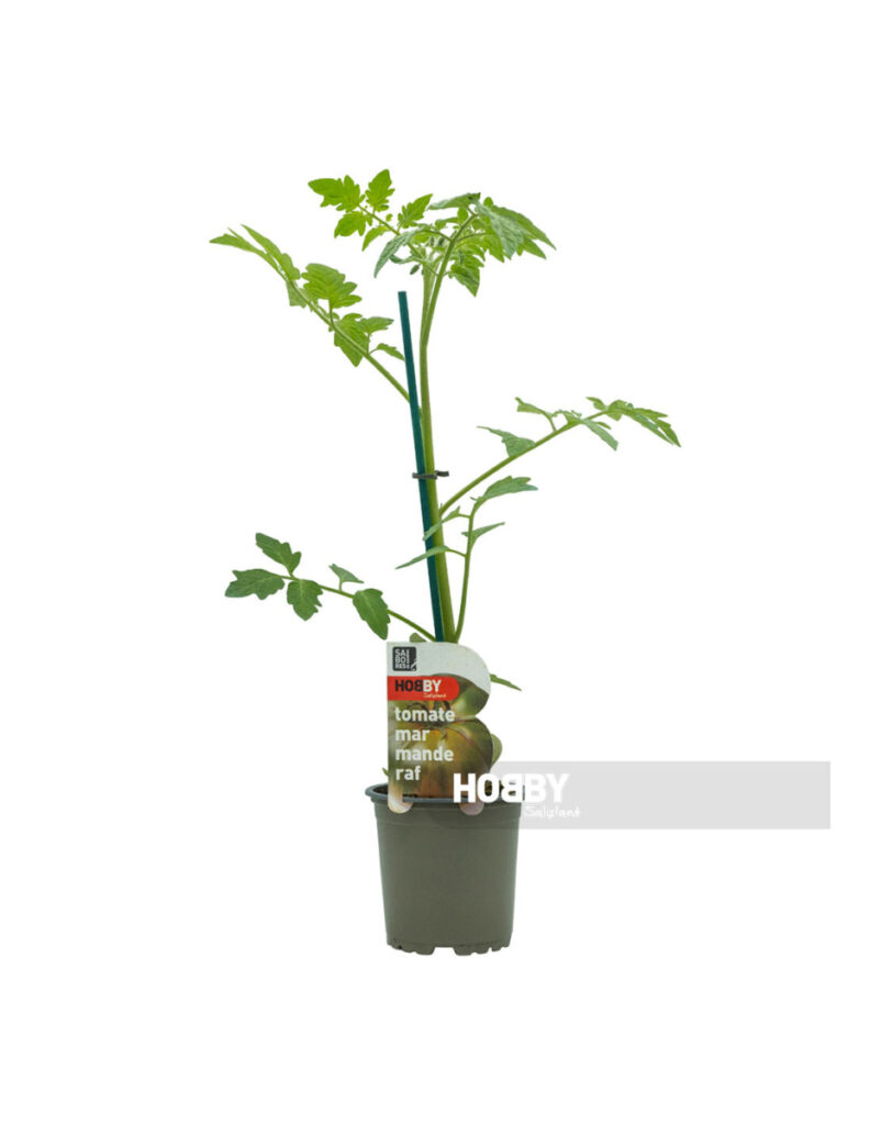 Planta de tomate marmande raf en maceta