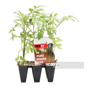 Plántulas de tomate en macetas negras