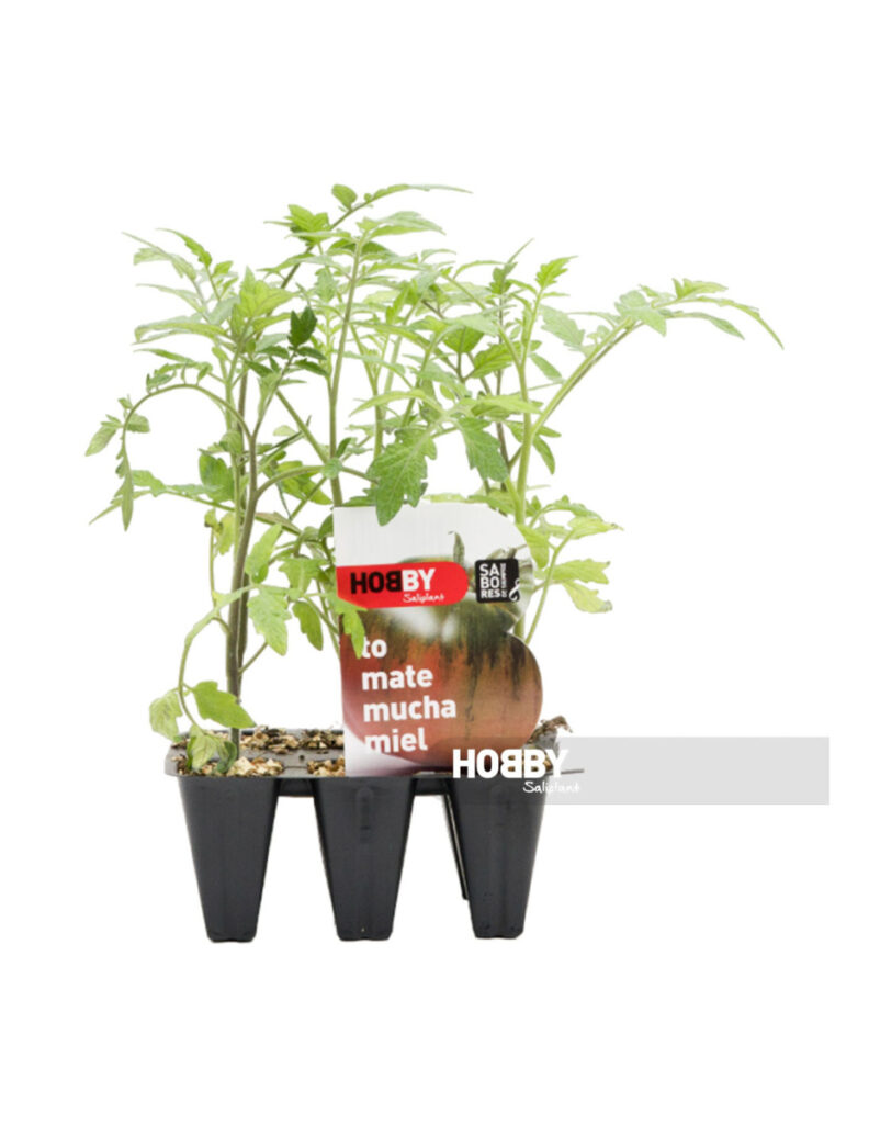 Plántulas de tomate en macetas negras