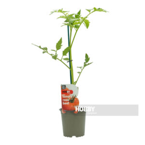 Planta de tomate rosa beef en maceta